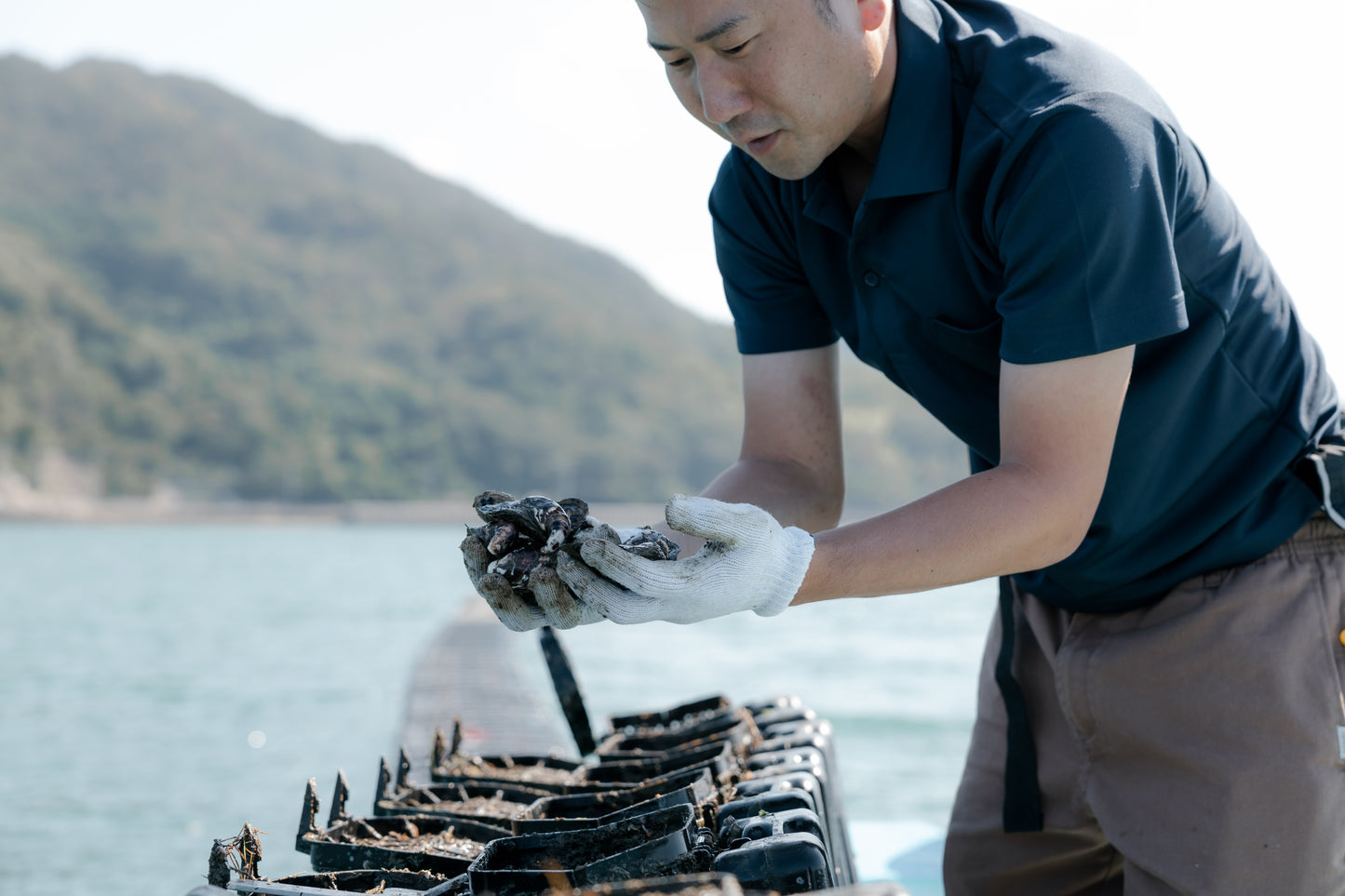 【限定10%OFF】殻付き牡蠣20個　しまなみ摘果みかん付き