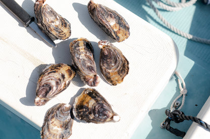 【限定10%OFF】殻付き牡蠣20個　しまなみ摘果みかん付き