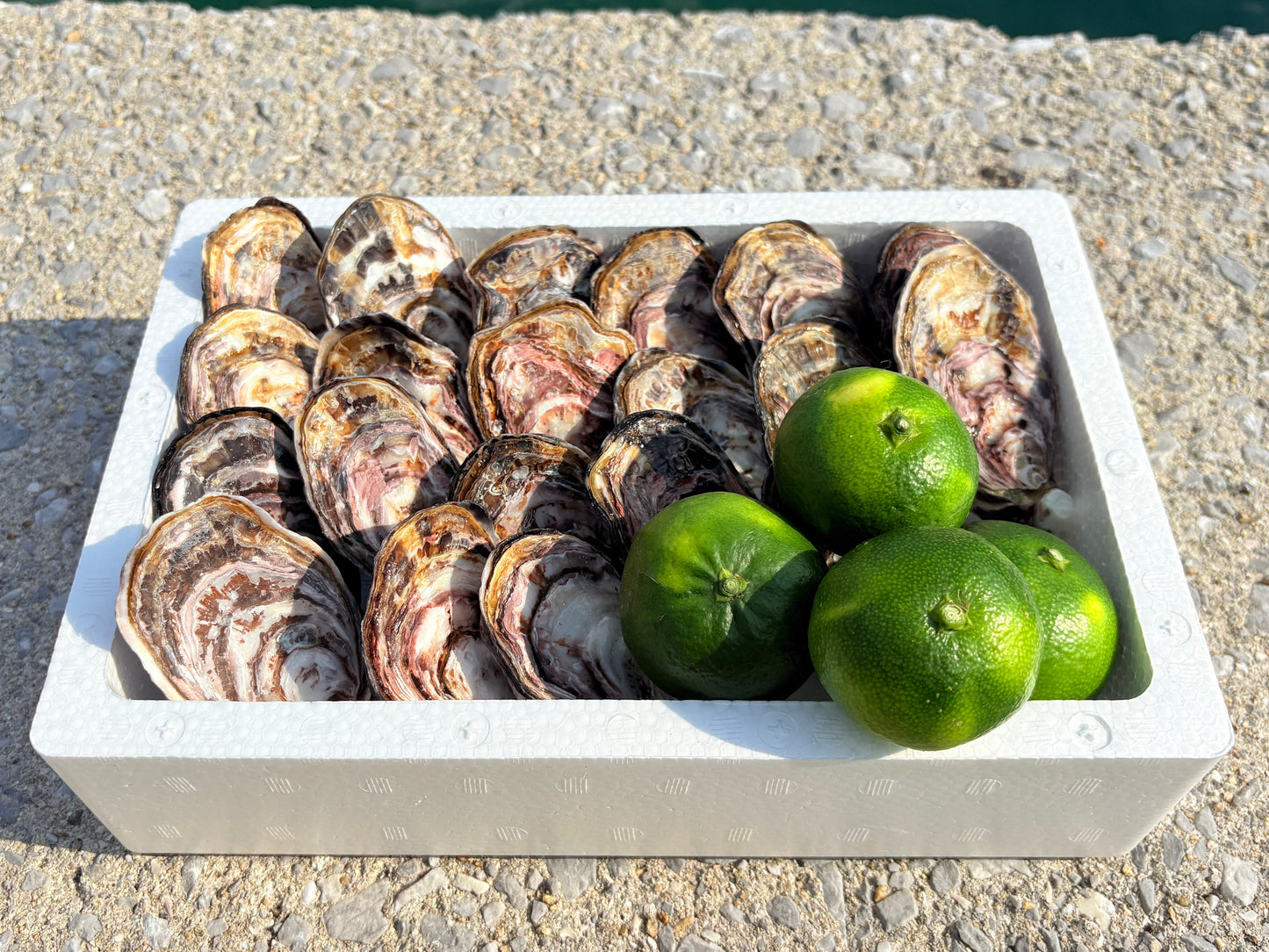 【限定10%OFF】殻付き牡蠣20個　しまなみ摘果みかん付き